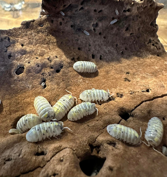 Armadillidium vulgare "Magic potion"