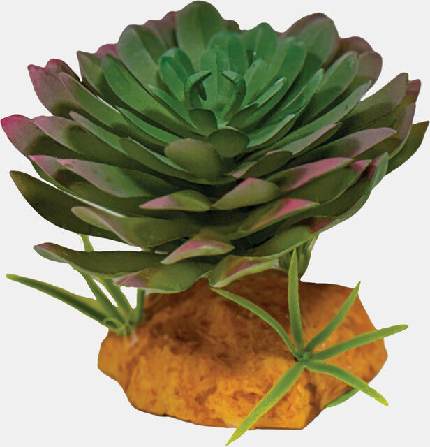 Repto - Plant Echeveria