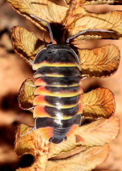 Ardentiella sp. "Ember Bee"