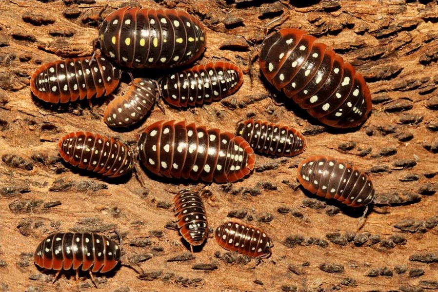 Armadillidium klugii "Montenegro"