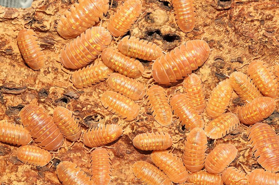 Armadillidium granulatum "Narunjito"