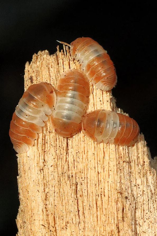 Cubaris sp. "Panda King Orange"