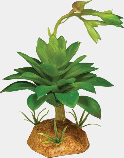 Repto - Plant Succulent Green