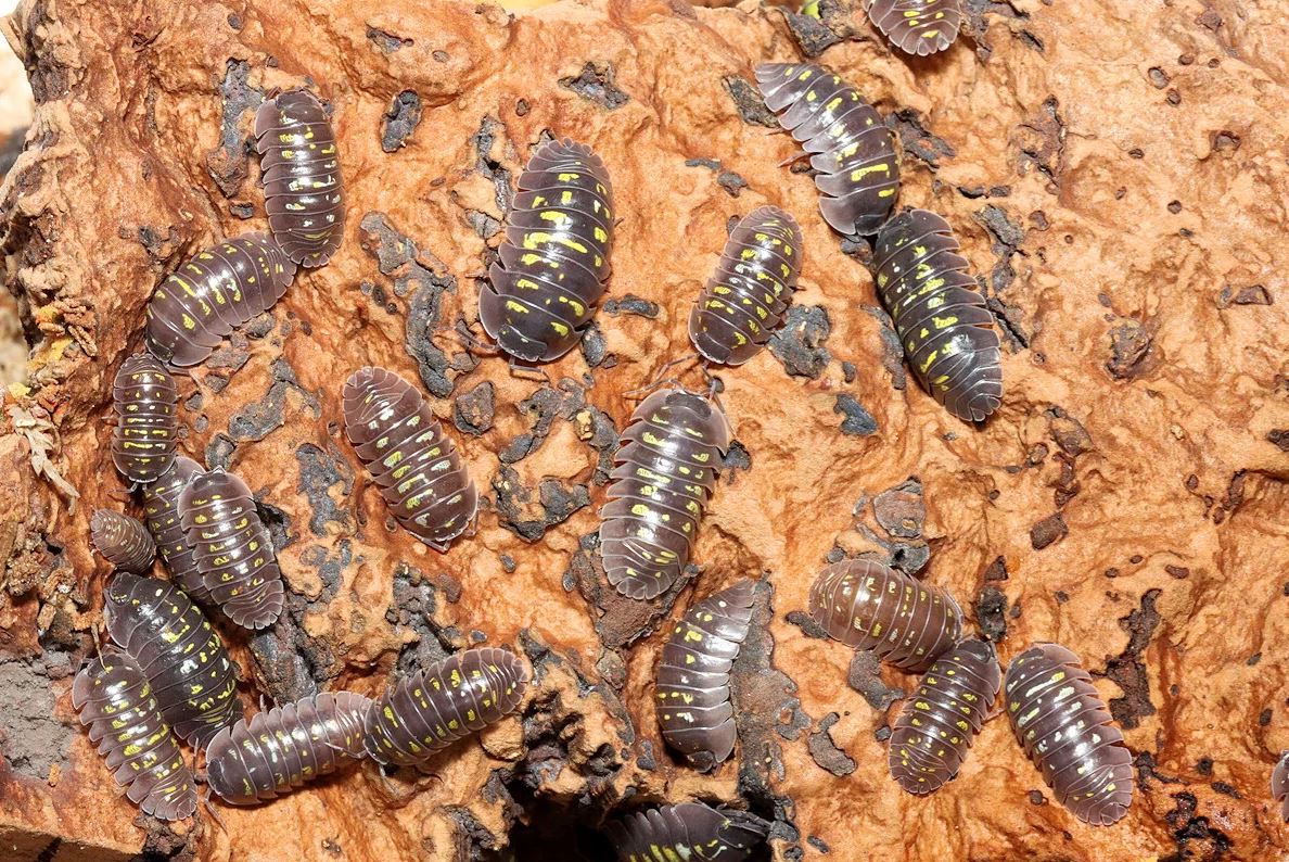 Armadillidium tirolense "Lake Garda"