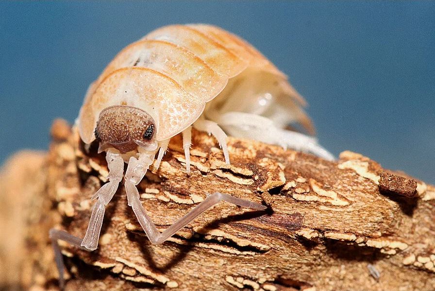 Porcellio nicklesi "Valencia"