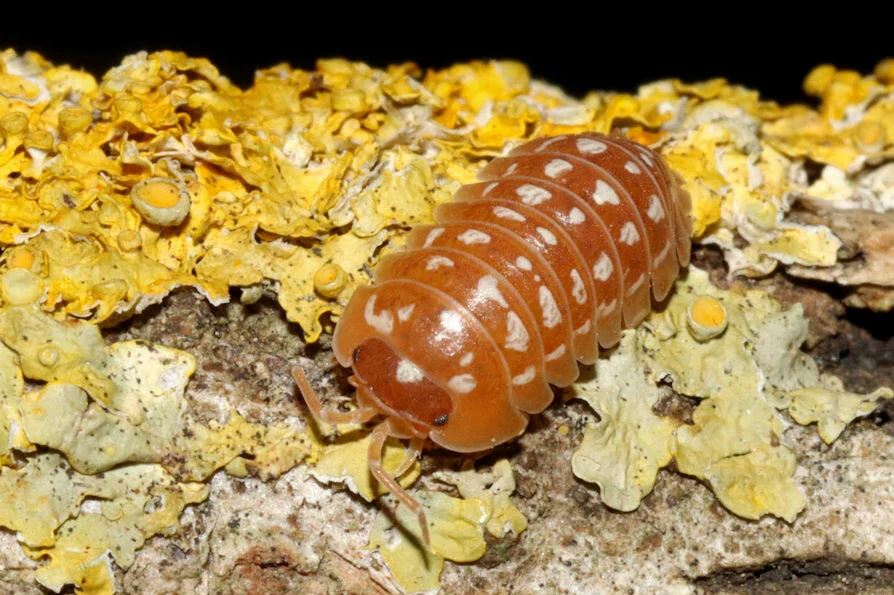 Armadillidium werneri "Orange"