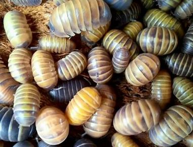 Armadillidium badium "Yellow"