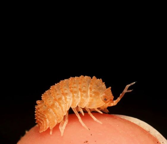 Cristarmadillidium muricatum