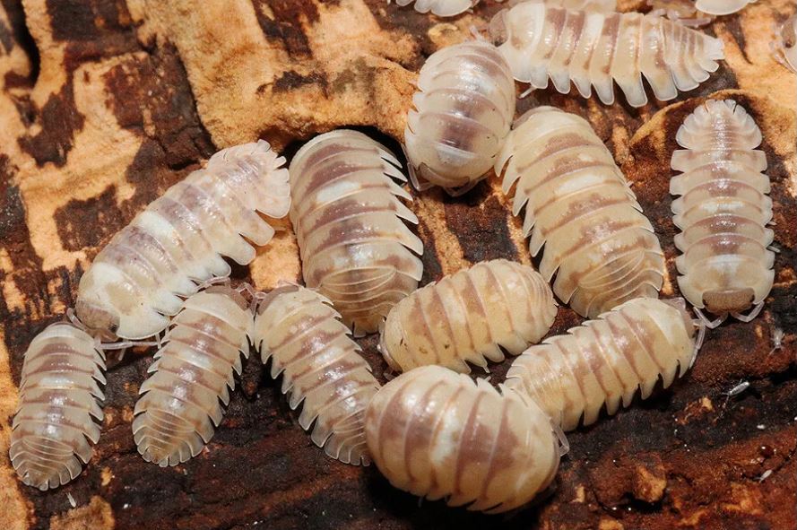 Armadillidium espanyoli "Marbleized"