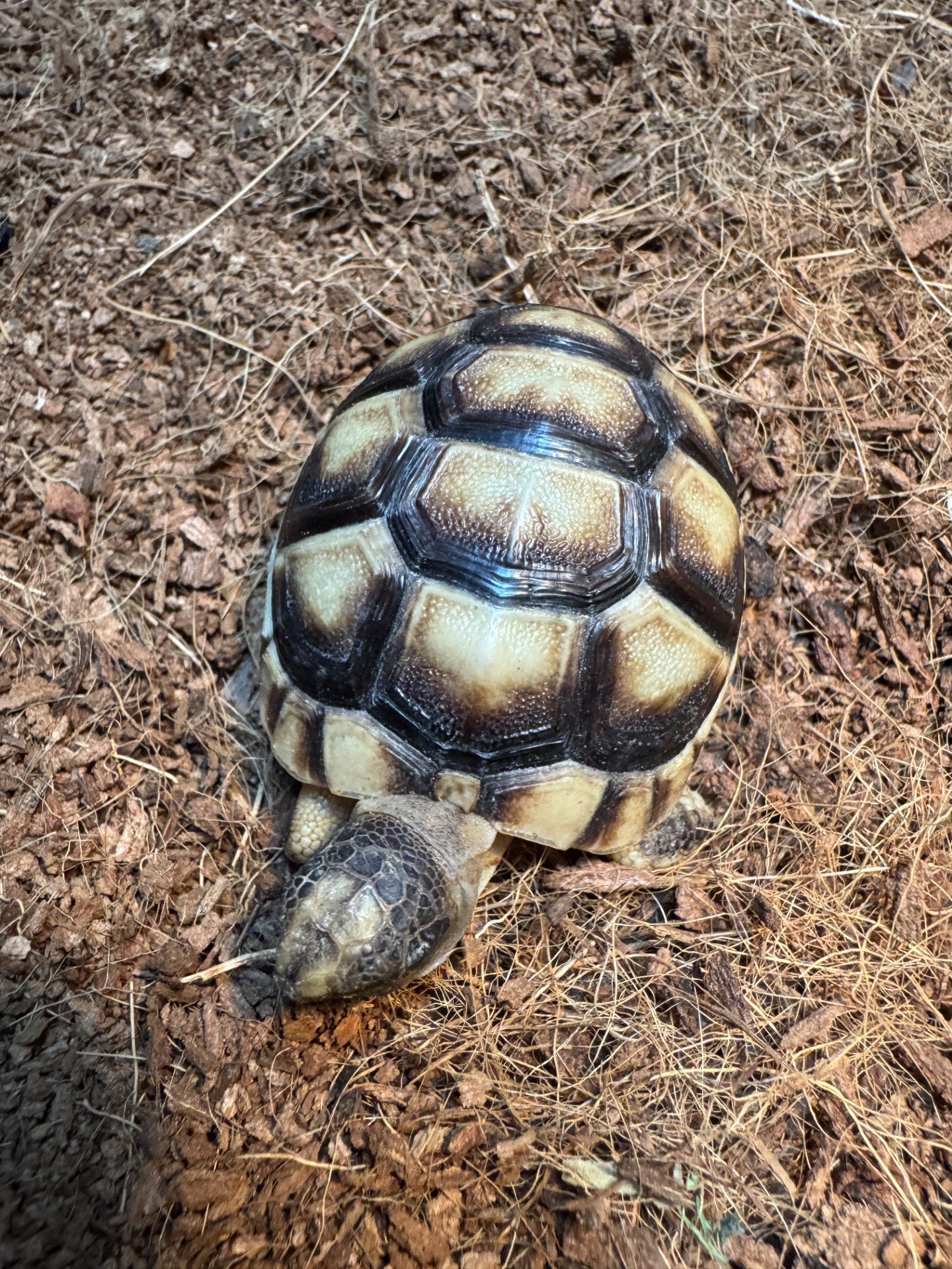 Griekse breedrandschildpad