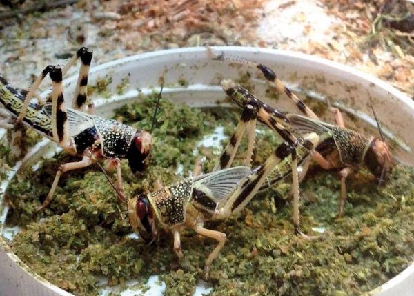Arcadia - Earth Pro Insect Fuel 250g
