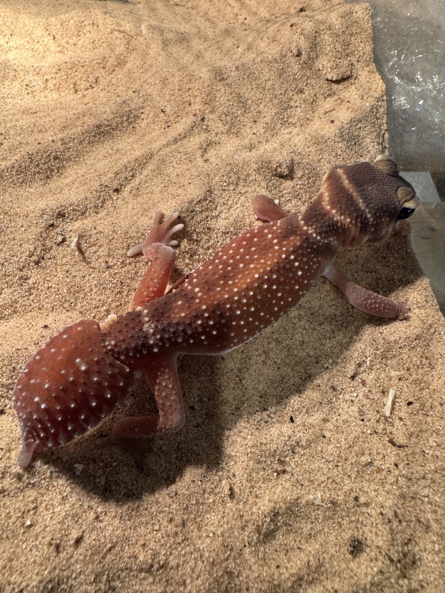 Gladde knobbelstaart gekko