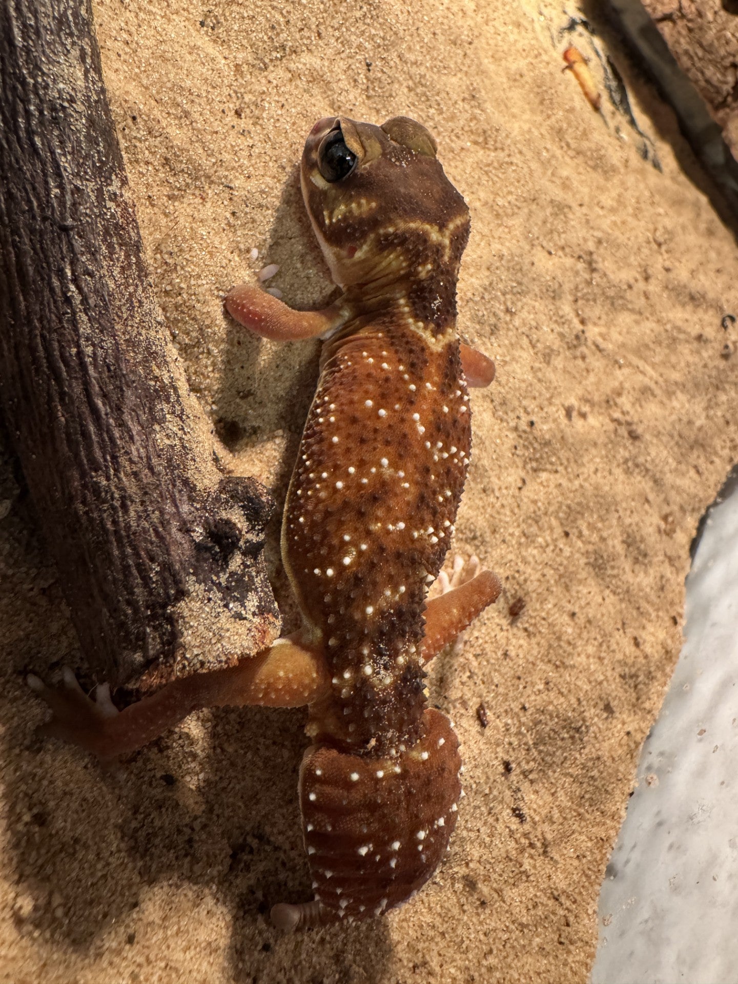 Gladde knobbelstaart gekko