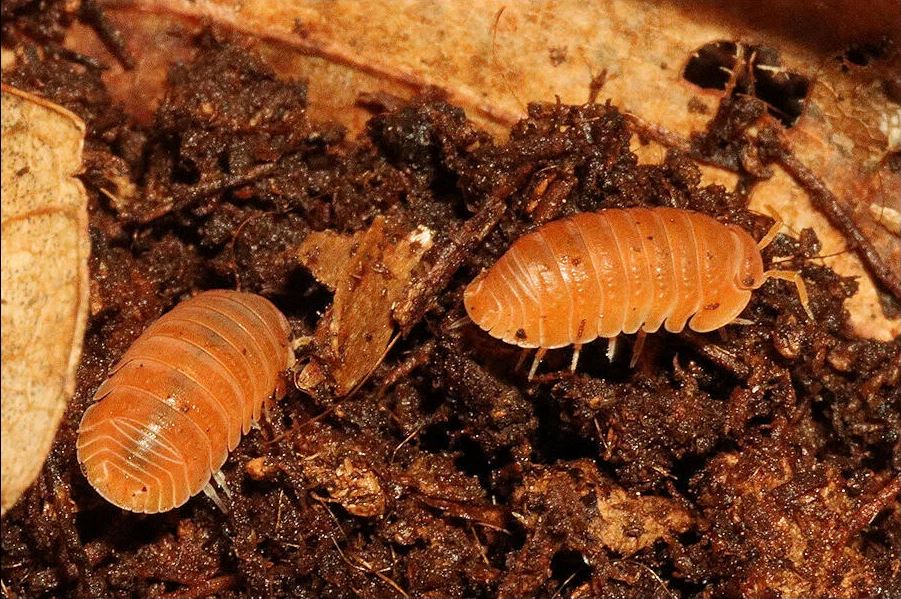 Cubaris murina "Mandarin"