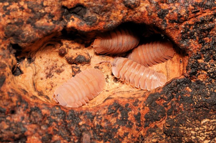 Caribodillo martinicensis