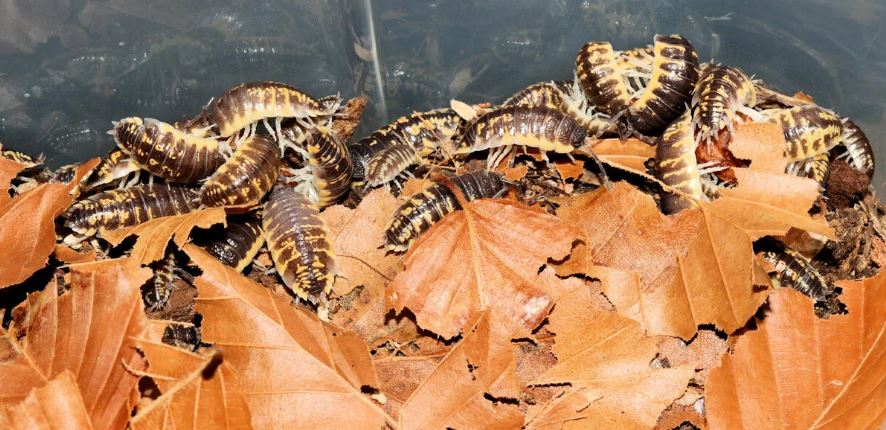 Porcellio ornatus "Yellow"