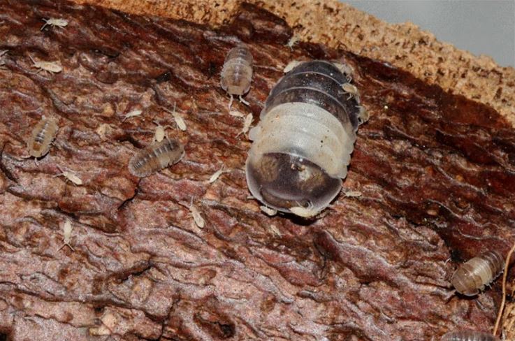 Cubaris sp. "Panda King"