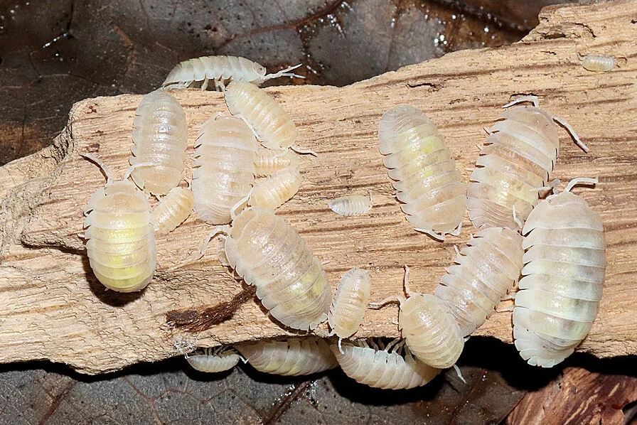 Armadillidium granulatum "White Pearl Koi"