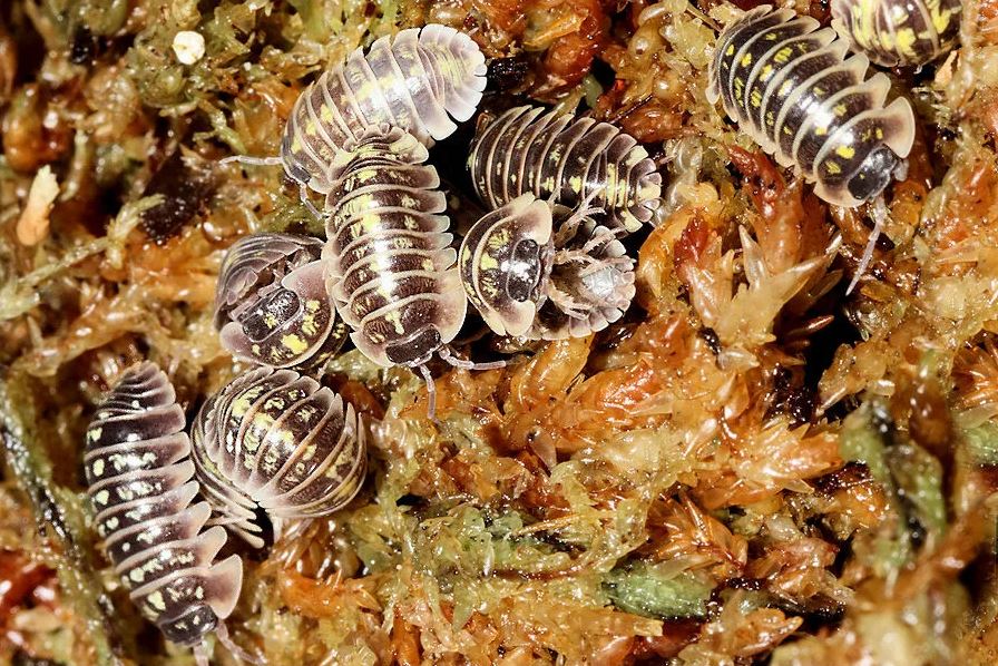 Armadillidium ruffoi