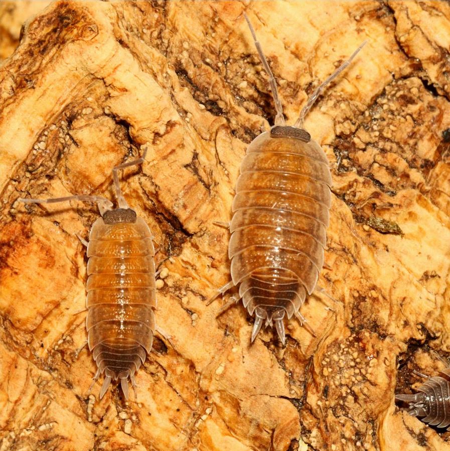 Porcellio silvestrii