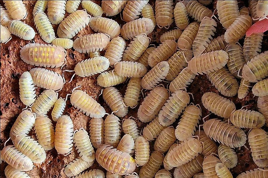 Armadillidium granulatum "Soft Orange"