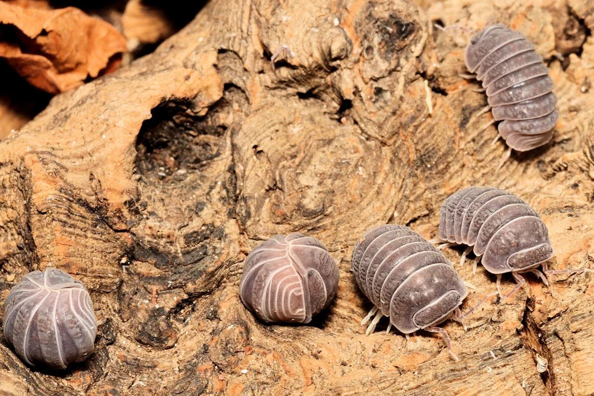 Armadillo tuberculatus