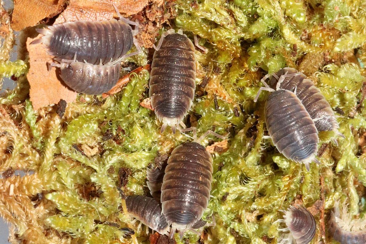 Proporcellio sp. "Turkey"