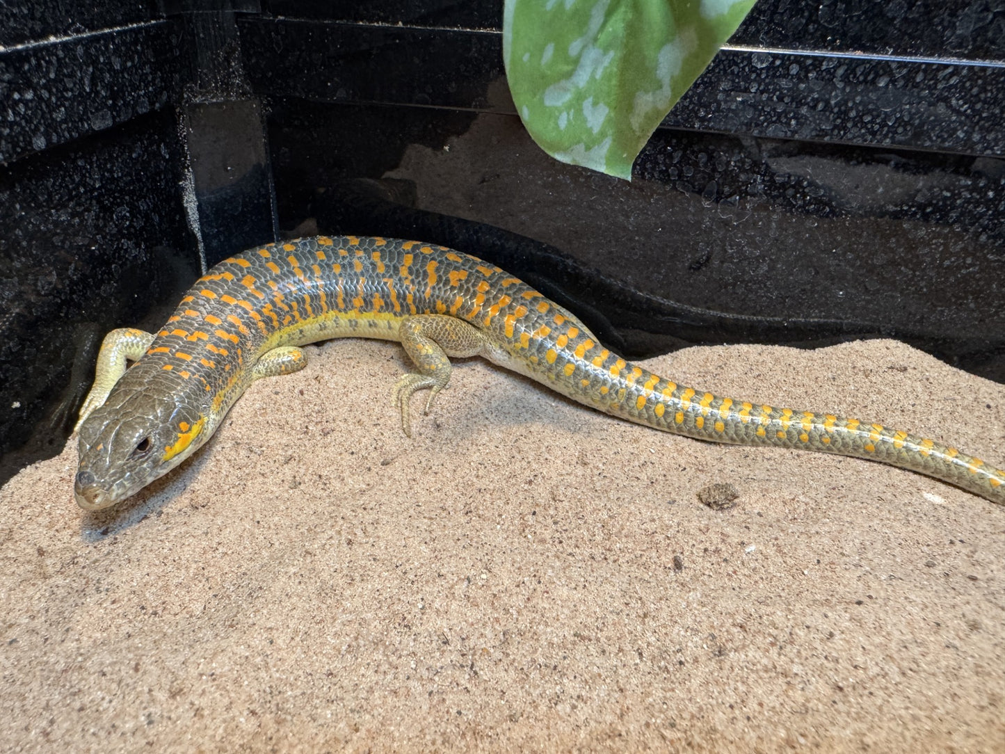 Schneiders skink