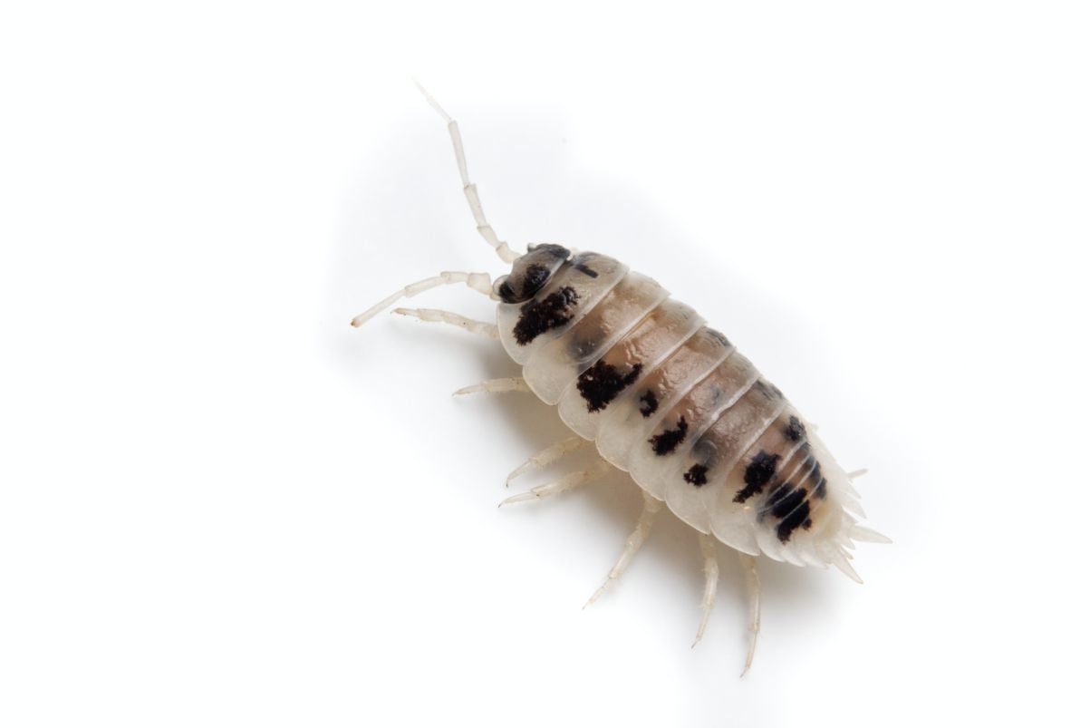 Isopods