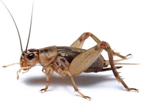 House crickets