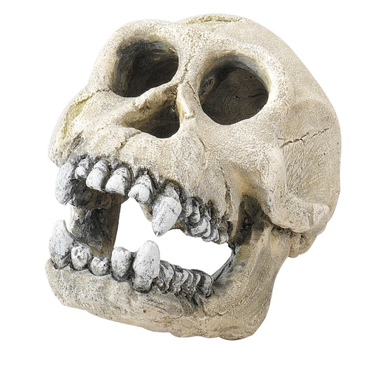 Terra della - Chimpansee