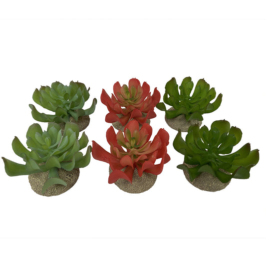 Terra Della - Echeveria 1 gemengde kleuren