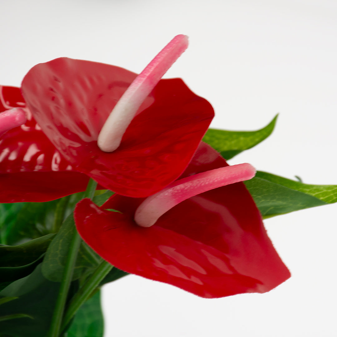 Terra Della - Anthurium