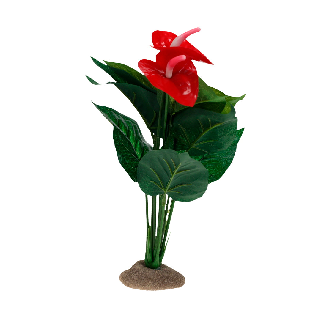 Terra Della - Anthurium