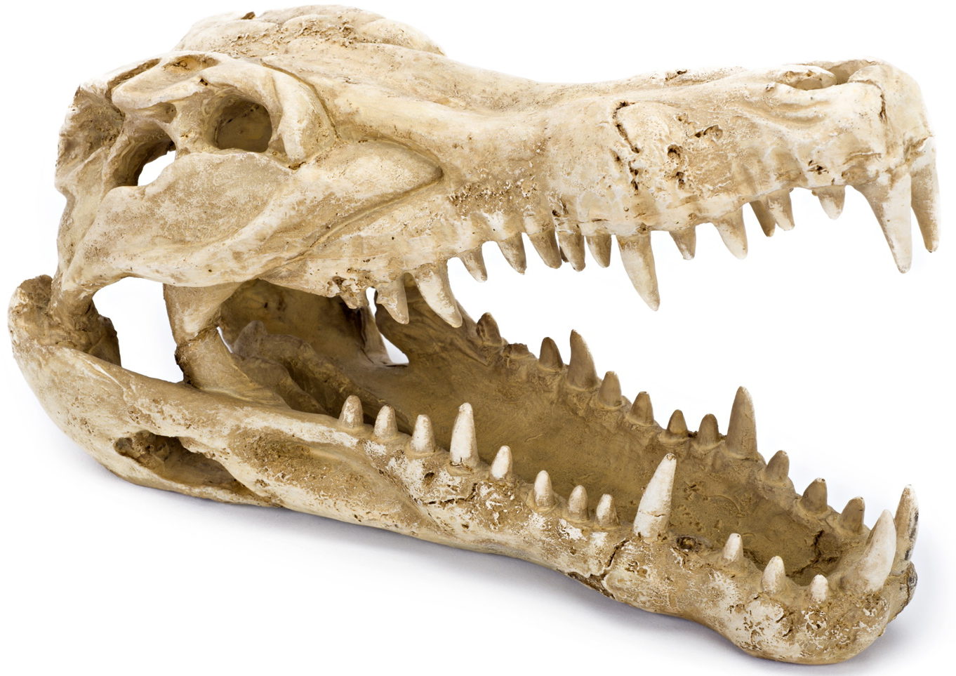 Lucky Reptile - Crocodile Skull