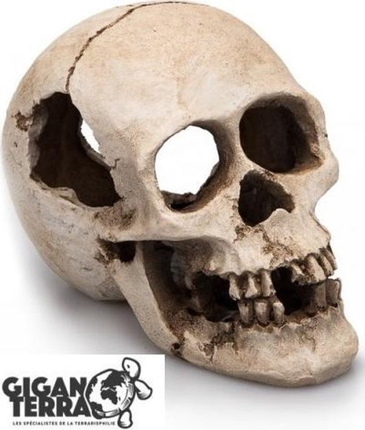 Giganterra - Human Skull 16cm