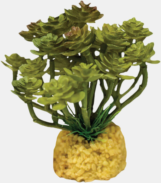 Repto - Plant Cactus Tree