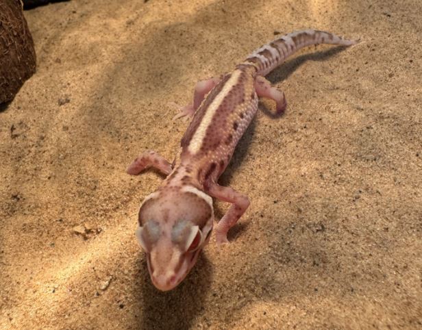 Luipaardgekko "Albino"