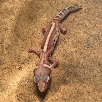 Luipaardgekko "Albino"