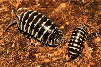 Armadillidium maculatum "Big Line"