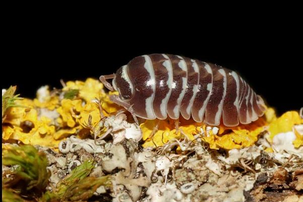Armadillidium maculatum "Big Line"