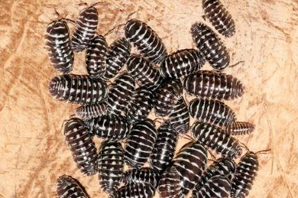 Armadillidium maculatum "Big Line"