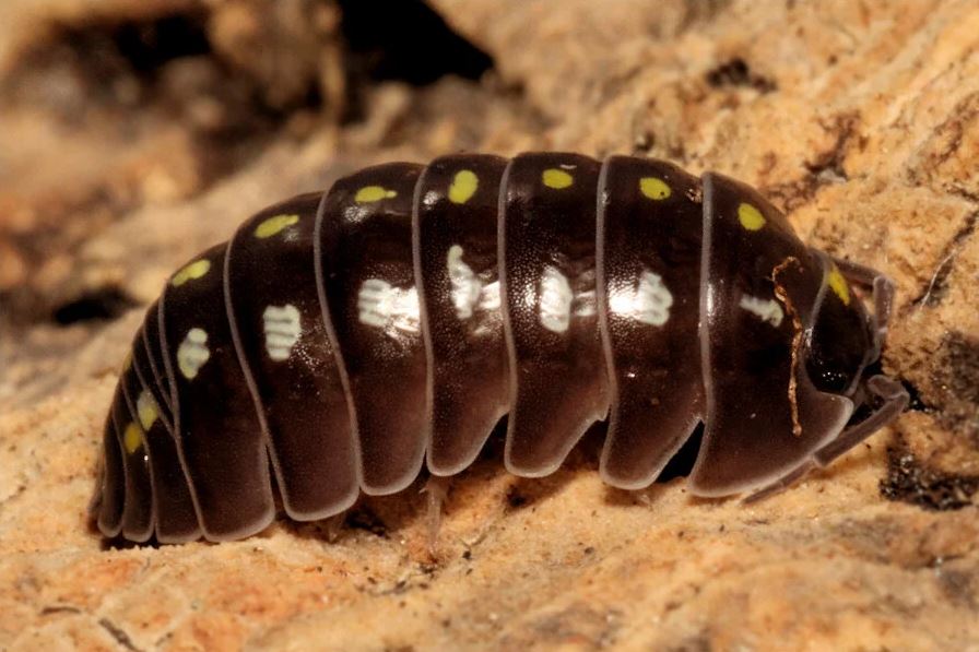Armadillidium klugii "Black"