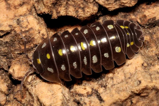 Armadillidium klugii "Black"