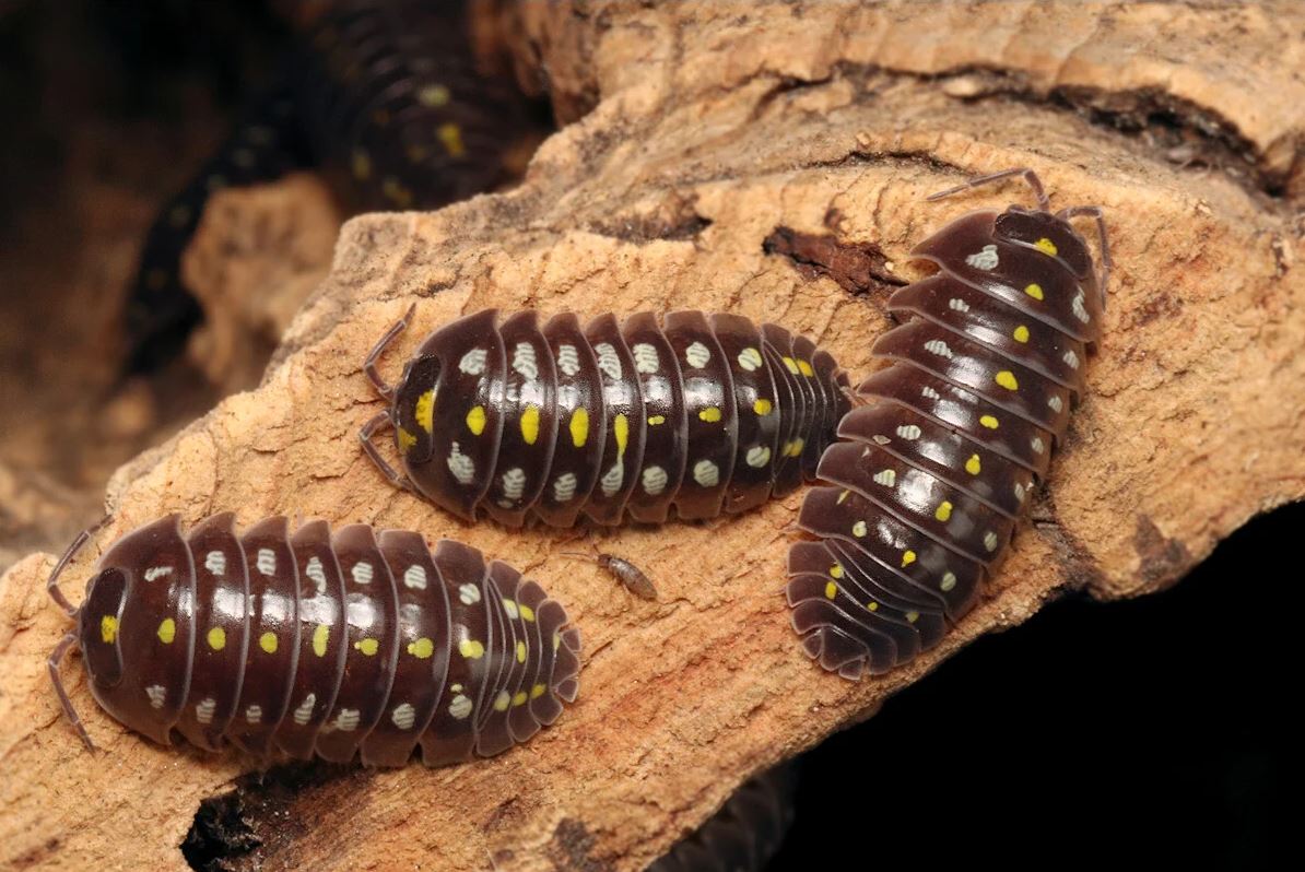 Armadillidium klugii "Black"