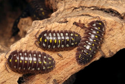 Armadillidium klugii "Black"