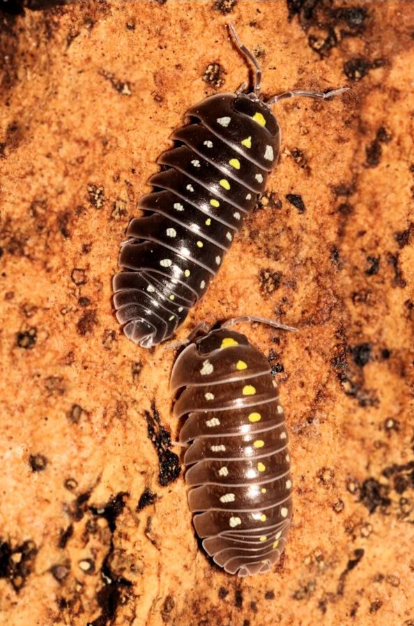 Armadillidium klugii "Black"