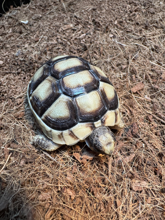 Griekse breedrandschildpad
