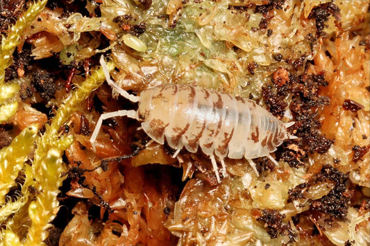 Cylisticus Convexus "Ukrain Pied"