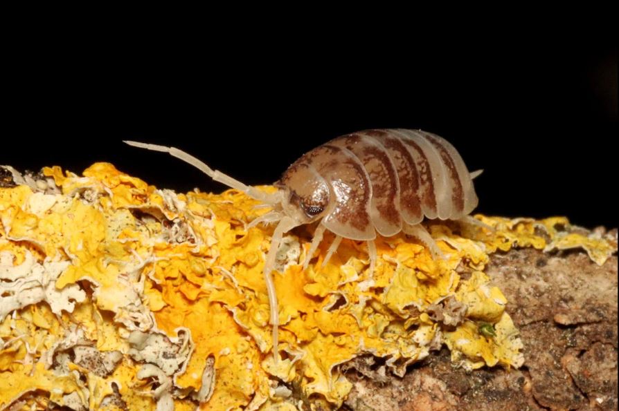 Cylisticus Convexus "Ukrain Pied"